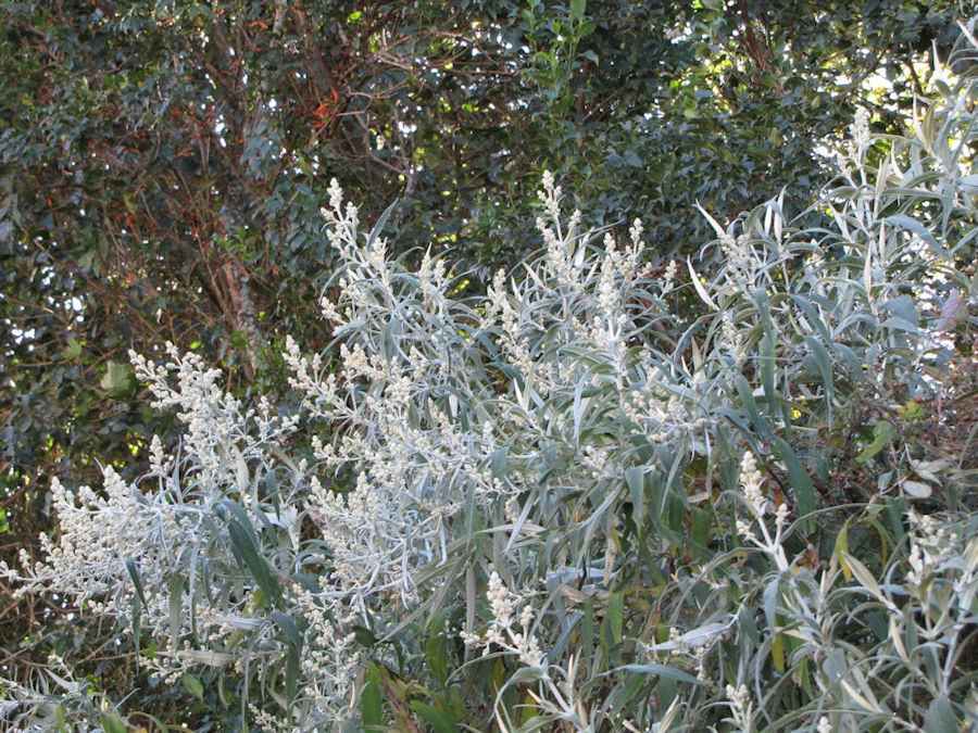Buddleja salvifolia